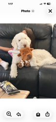 Reunited Female Dog last seen Mendonca and Barnett, San Diego, CA 92110