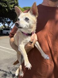 Found/Stray Female Dog last seen Paularino ave and Bristol, Costa Mesa, CA 92626
