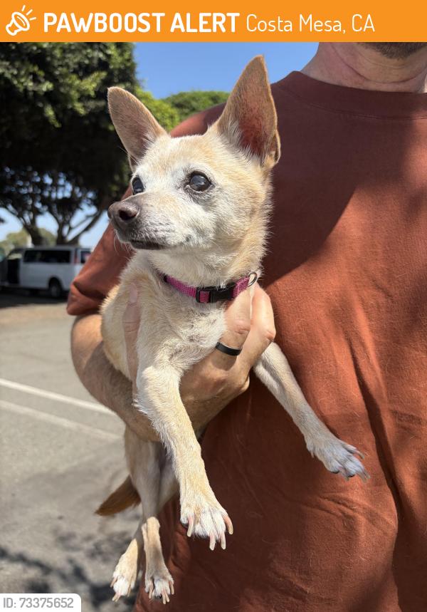 Found/Stray Female Dog last seen Paularino ave and Bristol, Costa Mesa, CA 92626
