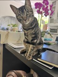 Reunited Female Cat last seen Bird Avenue, San Jose, CA 95125