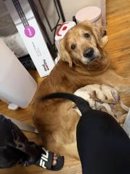 Lost Male Dog last seen Alameda Naval Base, Alameda, CA 94501