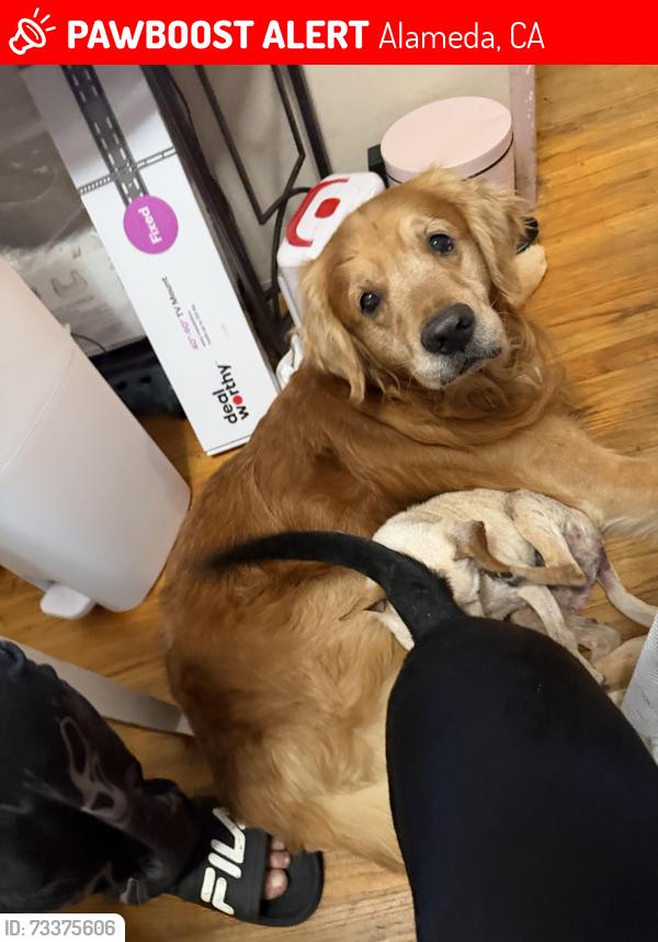 Lost Male Dog last seen Alameda Naval Base, Alameda, CA 94501