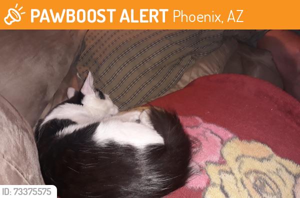 Found/Stray Unknown Cat last seen 5th St. And Griswold, Phoenix, AZ 85020