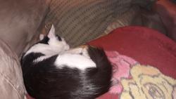 Found/Stray Unknown Cat last seen 5th St. And Griswold, Phoenix, AZ 85020