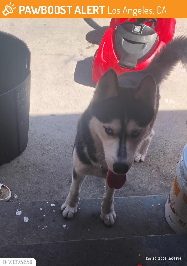 Found/Stray Male Dog last seen florence and vermont, Los Angeles, CA 90044