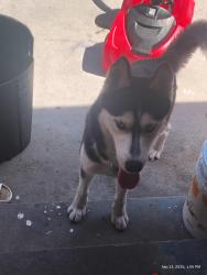 Found/Stray Male Dog last seen florence and vermont, Los Angeles, CA 90044