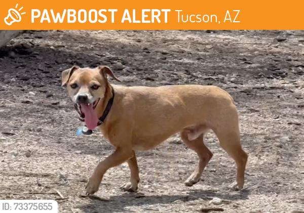 Found/Stray Male Dog last seen Freedom Park, Tucson AZ, Tucson, AZ 85711