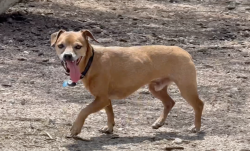 Found/Stray Male Dog last seen Freedom Park, Tucson AZ, Tucson, AZ 85711
