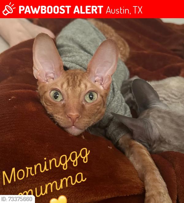 Lost Male Cat last seen Near Hwy 71, Austin, TX 78735