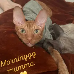 Lost Male Cat last seen Near Hwy 71, Austin, TX 78735