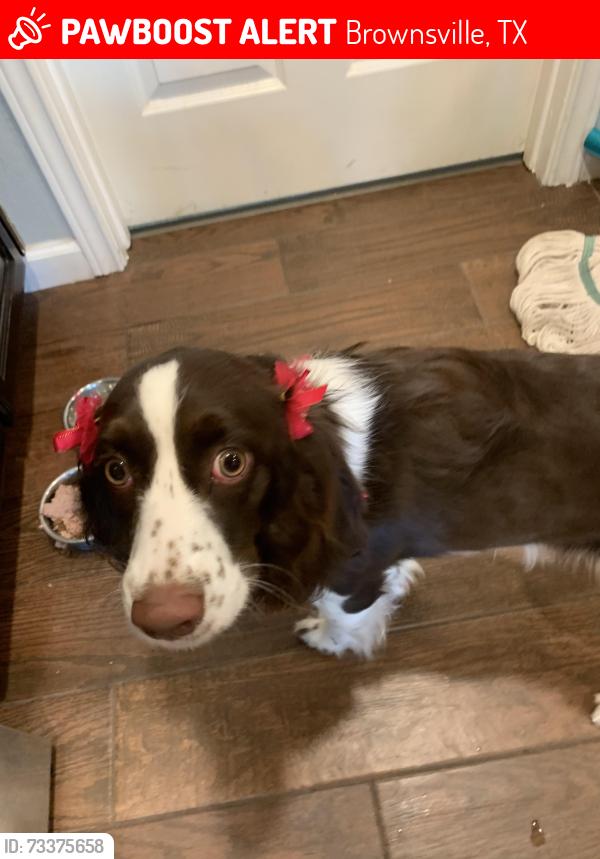 Lost Female Dog last seen Albans Dr., Brownsville, TX 78526
