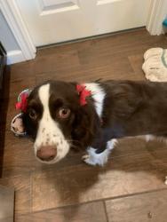 Lost Female Dog last seen Albans Dr., Brownsville, TX 78526