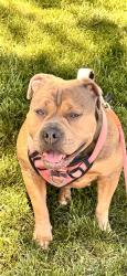 Reunited Female Dog last seen Near Wilkesboro Ave, Modesto, CA 95357, Modesto, CA 95357