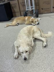 Found/Stray Unknown Dog last seen Wildwood Dr. Neighborhood, Anna, TX 75409