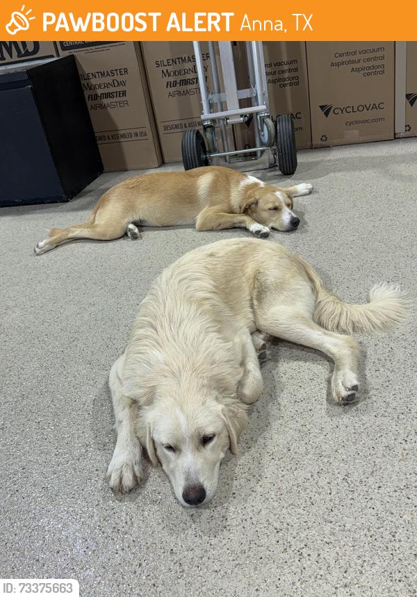 Found/Stray Unknown Dog last seen Wildwood Dr. Neighborhood, Anna, TX 75409