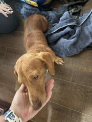 Found/Stray Male Dog last seen Hazelnut Ln and Rose Meadow Blvd, Baytown, TX 77522