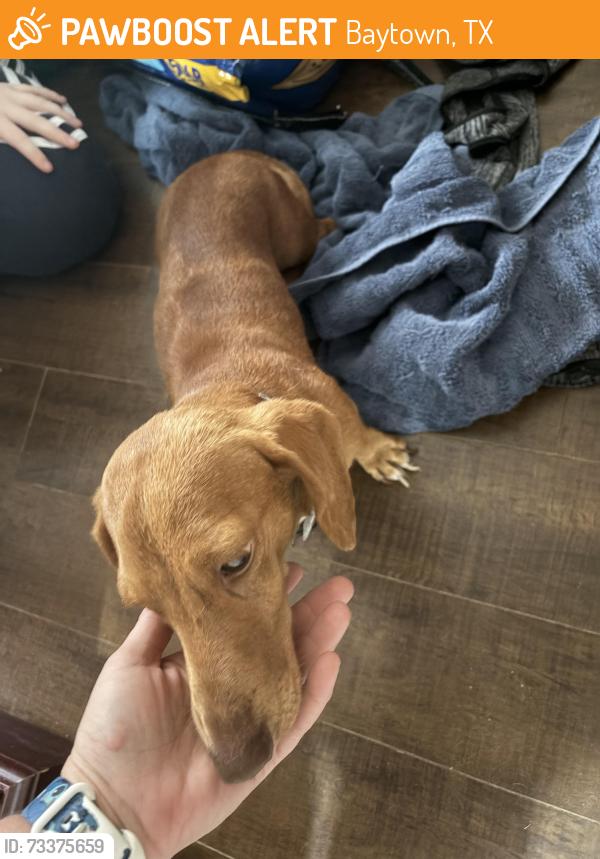 Found/Stray Male Dog last seen Hazelnut Ln and Rose Meadow Blvd, Baytown, TX 77522