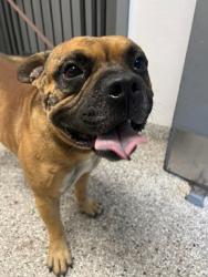 Shelter Stray Male Dog last seen Near N Broad St, Gastonia, NC, 1491 Business Park Ct, Gastonia, NC 28052, USA