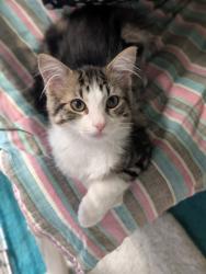 Shelter Stray Male Cat last seen Ash Court, Inverness, FL, 4030 S Airport Rd, Inverness, FL 34450, USA