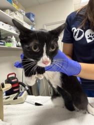 Shelter Stray Female Cat last seen Lazy Trail, Crystal River, FL, 4030 S Airport Rd, Inverness, FL 34450, USA