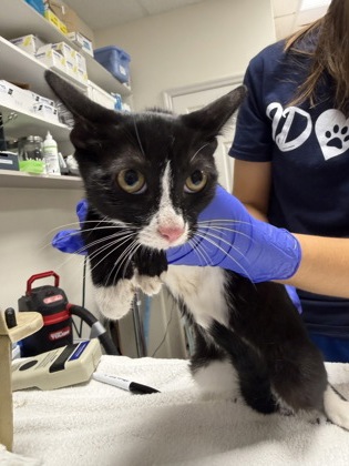 Shelter Stray Female Cat last seen Lazy Trail, Crystal River, FL, 4030 S Airport Rd, Inverness, FL 34450, USA