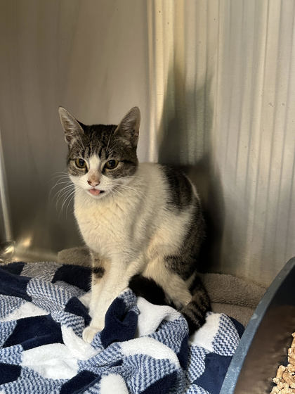 Shelter Stray Female Cat last seen Near Plymouth Ave, Oakland, CA, 1101 29th Ave, Oakland, CA 94601, USA