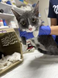 Shelter Stray Female Cat last seen Lazy Trail, Crystal River, FL, 4030 S Airport Rd, Inverness, FL 34450, USA