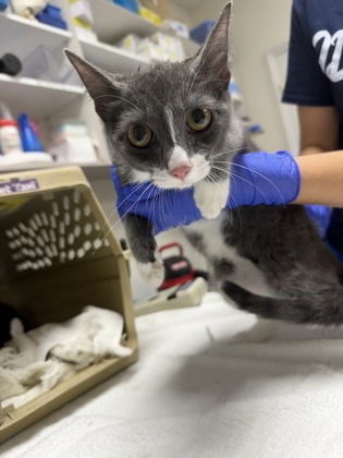 Shelter Stray Female Cat last seen Lazy Trail, Crystal River, FL, 4030 S Airport Rd, Inverness, FL 34450, USA