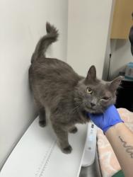 Shelter Stray Male Cat last seen Near Baird dr, Folsom, CA, 6201 Florin Perkins Rd, Sacramento, CA 95828, USA