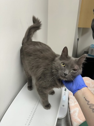 Shelter Stray Male Cat last seen Near Baird dr, Folsom, CA, 6201 Florin Perkins Rd, Sacramento, CA 95828, USA