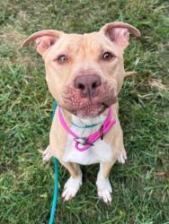 Shelter Stray Male Dog last seen Near E Lorraine ave, 21218, MD, 2490 Giles Rd, Baltimore, MD 21225, USA