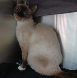 Shelter Stray Female Cat last seen Near Spelman rd, 21225, MD, 2490 Giles Rd, Baltimore, MD 21225, USA