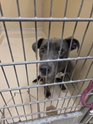 Shelter Stray Male Dog last seen River Road, Fairfield, OH, 1820 Princeton Rd, Hamilton, OH 45011, USA