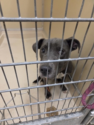 Shelter Stray Male Dog last seen River Road, Fairfield, OH, 1820 Princeton Rd, Hamilton, OH 45011, USA