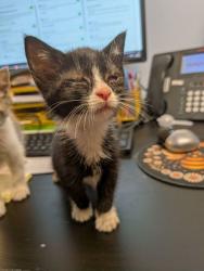 Shelter Stray Female Cat last seen Near Tucker Valley Rd Tucker, GA 30084, 30084, GA, 3280 Chamblee Dunwoody Rd, Chamblee, GA 30341, USA