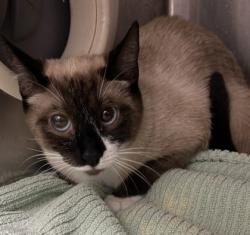 Shelter Stray Female Cat last seen Near Buford Highway, Atlanta, GA, 30329, 30329, GA, 3280 Chamblee Dunwoody Rd, Chamblee, GA 30341, USA