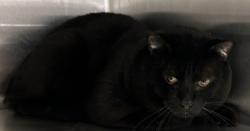 Shelter Stray Male Cat last seen Near Buford Highway, Atlanta, GA, 30329, 30329, GA, 3280 Chamblee Dunwoody Rd, Chamblee, GA 30341, USA