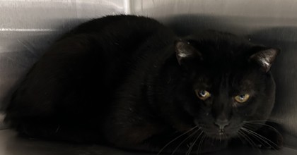Shelter Stray Male Cat last seen Near Buford Highway, Atlanta, GA, 30329, 30329, GA, 3280 Chamblee Dunwoody Rd, Chamblee, GA 30341, USA