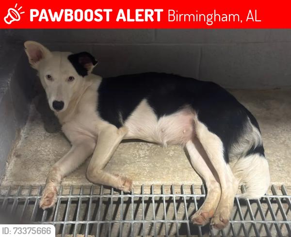 Lost Female Dog last seen Rock Ridge Road, Birmingham, AL 35210