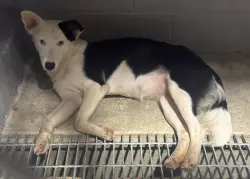 Lost Female Dog last seen Rock Ridge Road, Birmingham, AL 35210