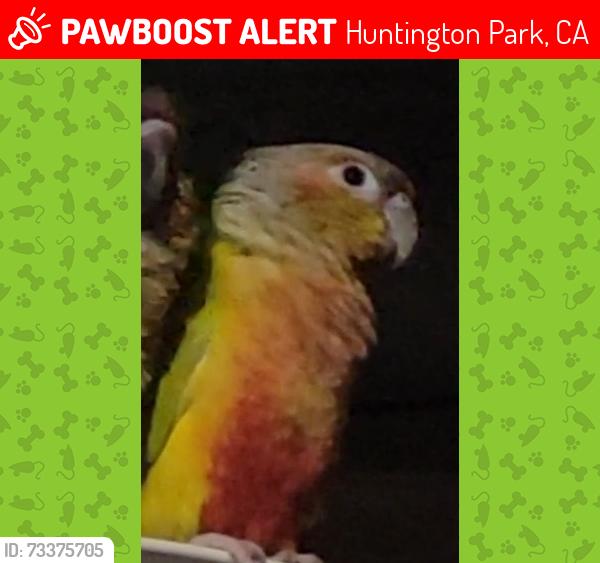Lost Male Bird last seen Nadeau and marbrissa st, Huntington Park, CA 90255