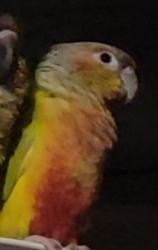 Lost Male Bird last seen Nadeau and marbrissa st, Huntington Park, CA 90255