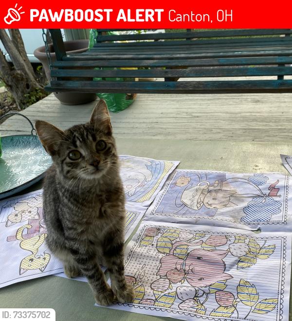 Lost Female Cat last seen Harmont behind KFC near Walmart, Canton, OH 44705