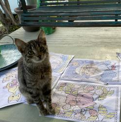 Lost Female Cat last seen Harmont behind KFC near Walmart, Canton, OH 44705