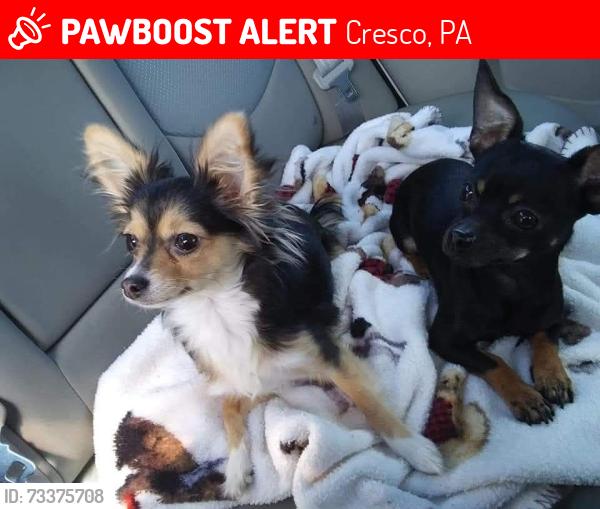 Lost Female Dog last seen Kolbys klipz north, Cresco, PA 18326