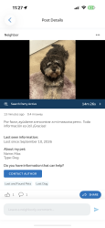 Lost Male Dog last seen Eve st and union, Bakersfield, CA 93307
