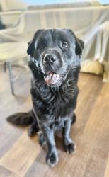 Reunited Male Dog last seen Cole Grade Road & Pauma Vista Drive, Valley Center, CA 92082