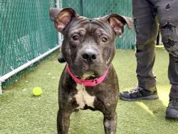 Shelter Stray Male Dog last seen Central Park Conservancy, NEW YORK, NY, 10022, 326 E 110th St, New York, NY 10029, USA
