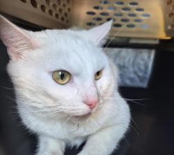 Shelter Stray Male Cat last seen 254th Street, BRONX, NY, 10471, 326 E 110th St, New York, NY 10029, USA