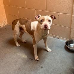 Shelter Stray Female Dog last seen Near Siesta Drive, Oceanside, CA, 92057, Oceanside, CA 92058, USA